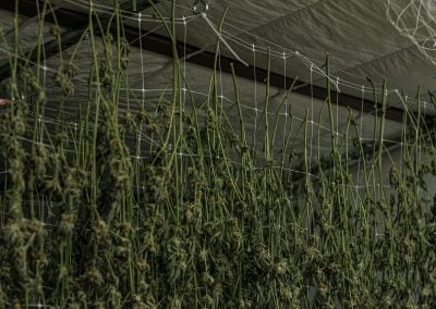 strains drying