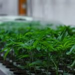 Marijuana buds in the Laboratory