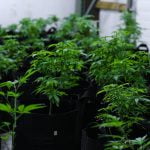 Marijuana plants before budding