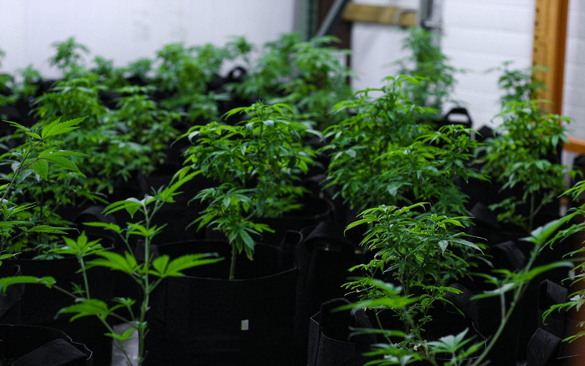 Marijuana plants before budding