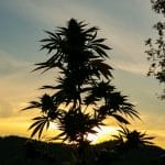 Silhouette of the Landrace Strain of Cannabis hidden deep in the mountains | Mountain Annie's Marijuana Dispensary
