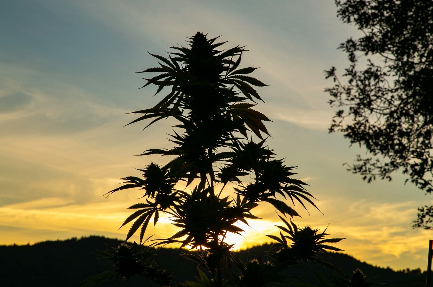 Silhouette of the Landrace Strain of Cannabis hidden deep in the mountains | Mountain Annie's Marijuana Dispensary