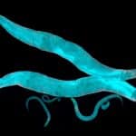 The cannabis plant has a tremendous amount of medicinal potential. Worms can help us understand more about marijuana and its benefits for health | Mountain Annie's Cannabis Dispensaries