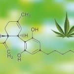 Curious about synthetic cannabinoids? Here's everything you need to know about these substances and how they compare to traditional cannabis.