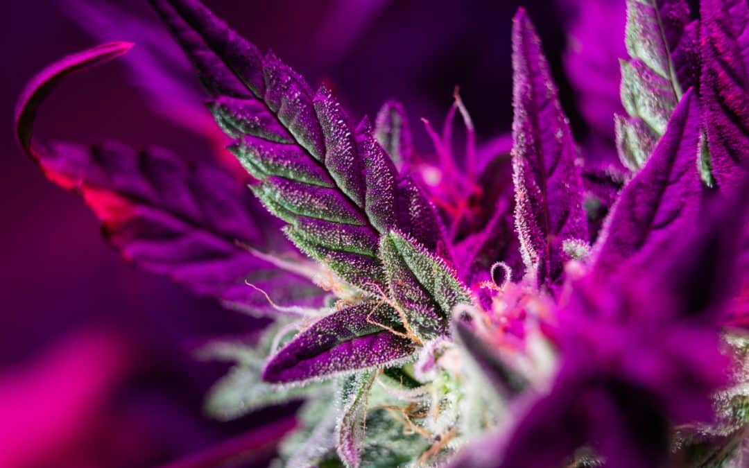 Does the Color of Cannabis Indicate THC Potency? Is Purple Better Than Green?