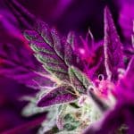 Purple Marijuana Leaves Growing