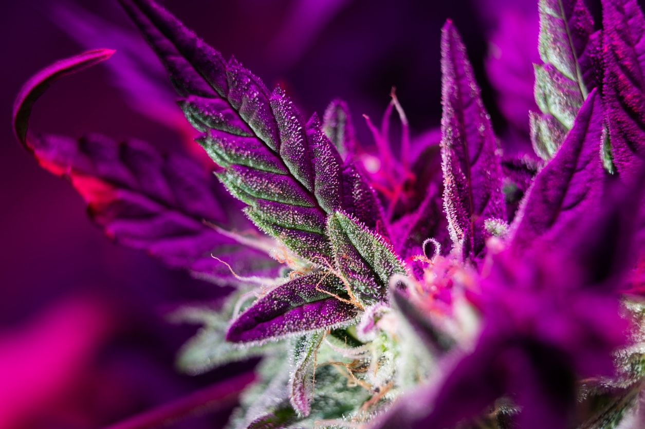 Purple Marijuana Leaves Growing