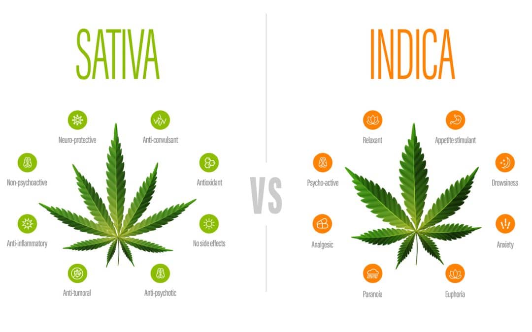 Indica vs. Sativa vs. Hybrid: What’s the Difference?