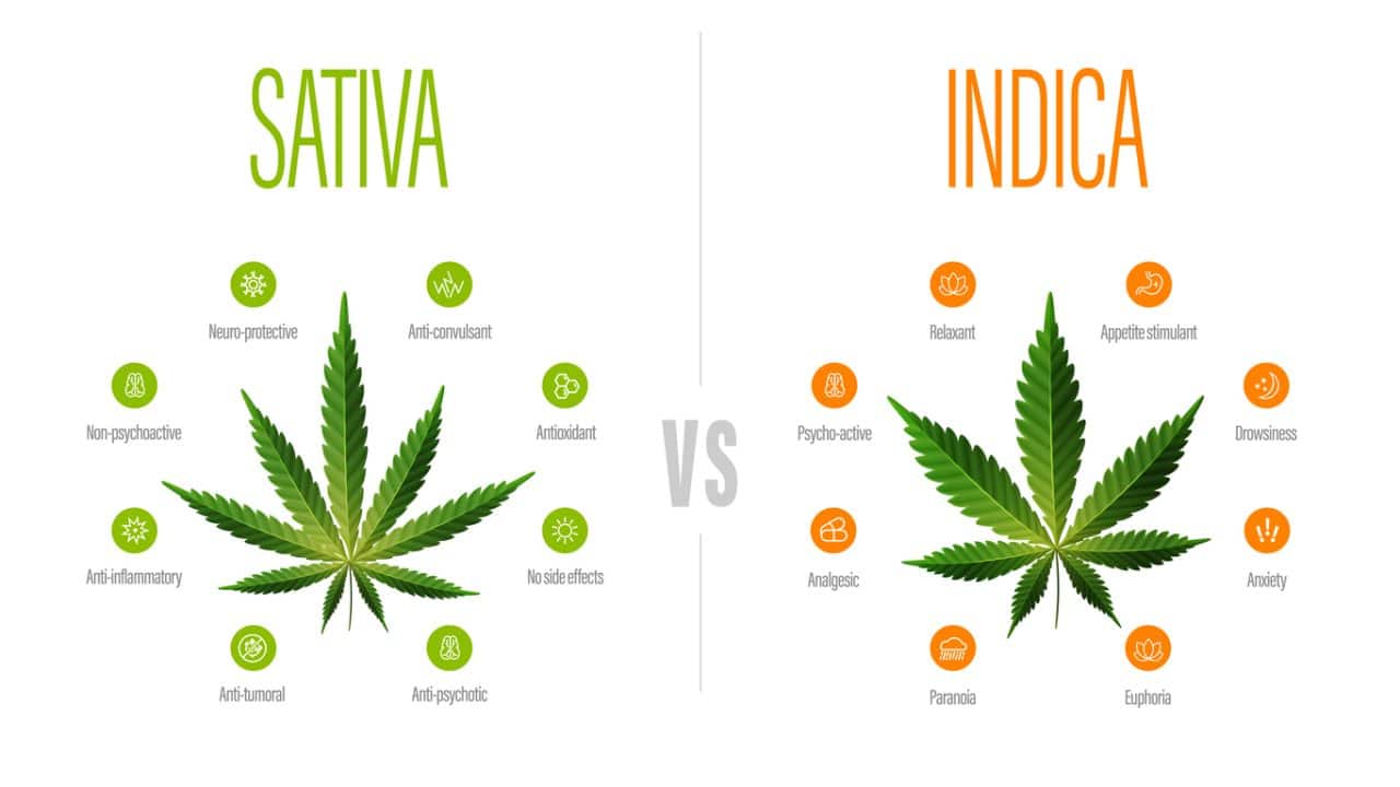Indica vs. Sativa vs. Hybrid What's the Difference? Mountain Annie's