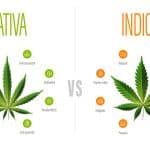 Comparing Indica vs. Sativa Cannabis