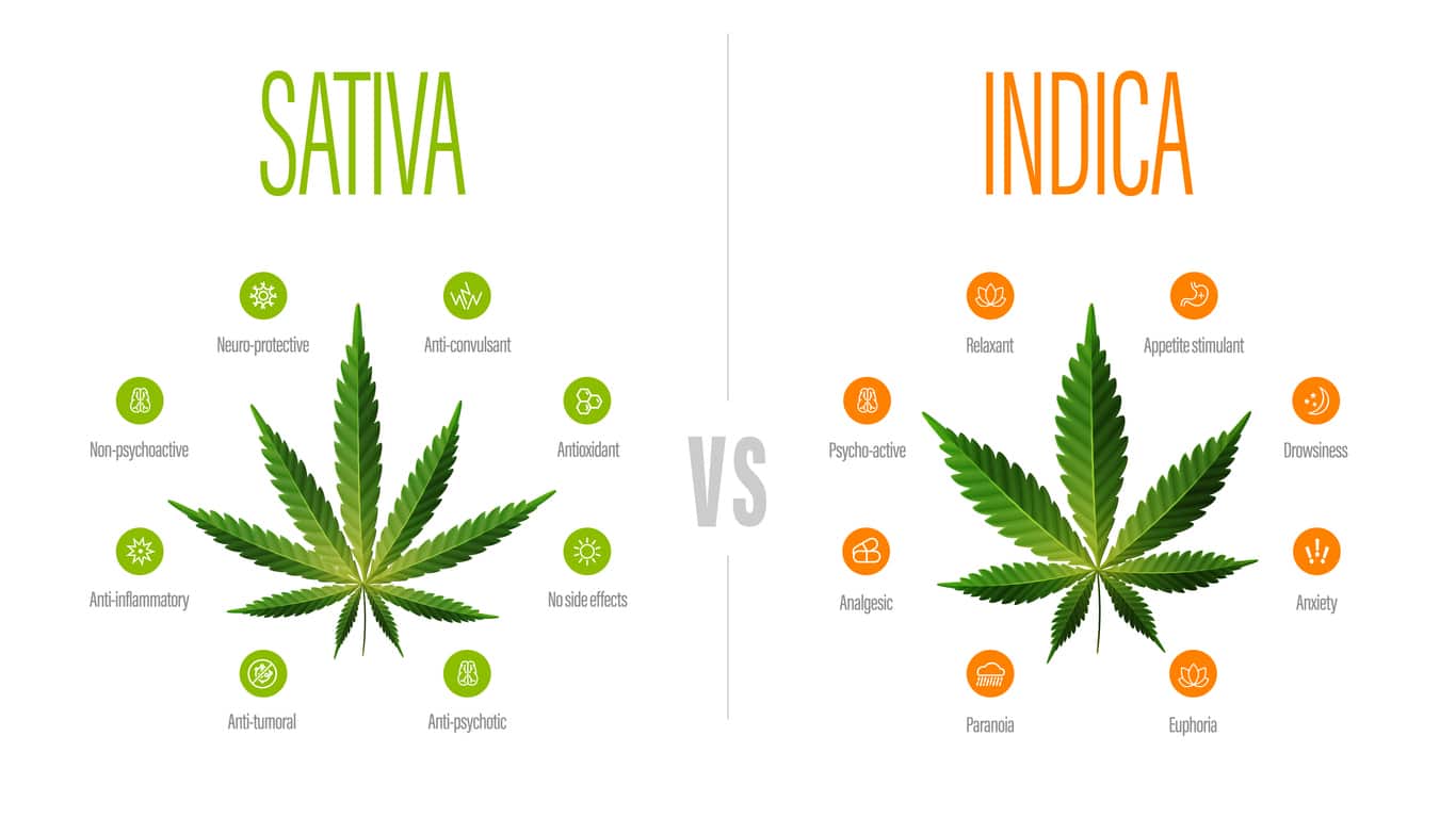 Comparing Indica vs. Sativa Cannabis