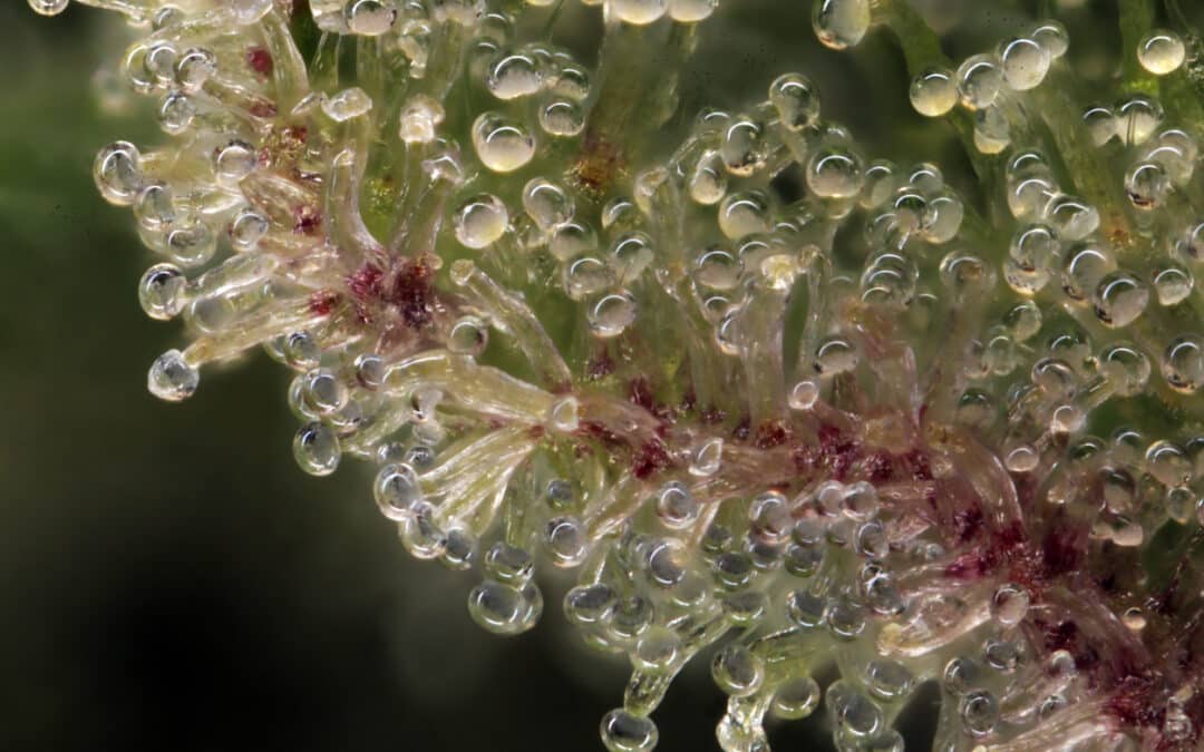 What Are Cannabis Trichomes?