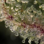 A Close-Up View of Cannabis Trichomes