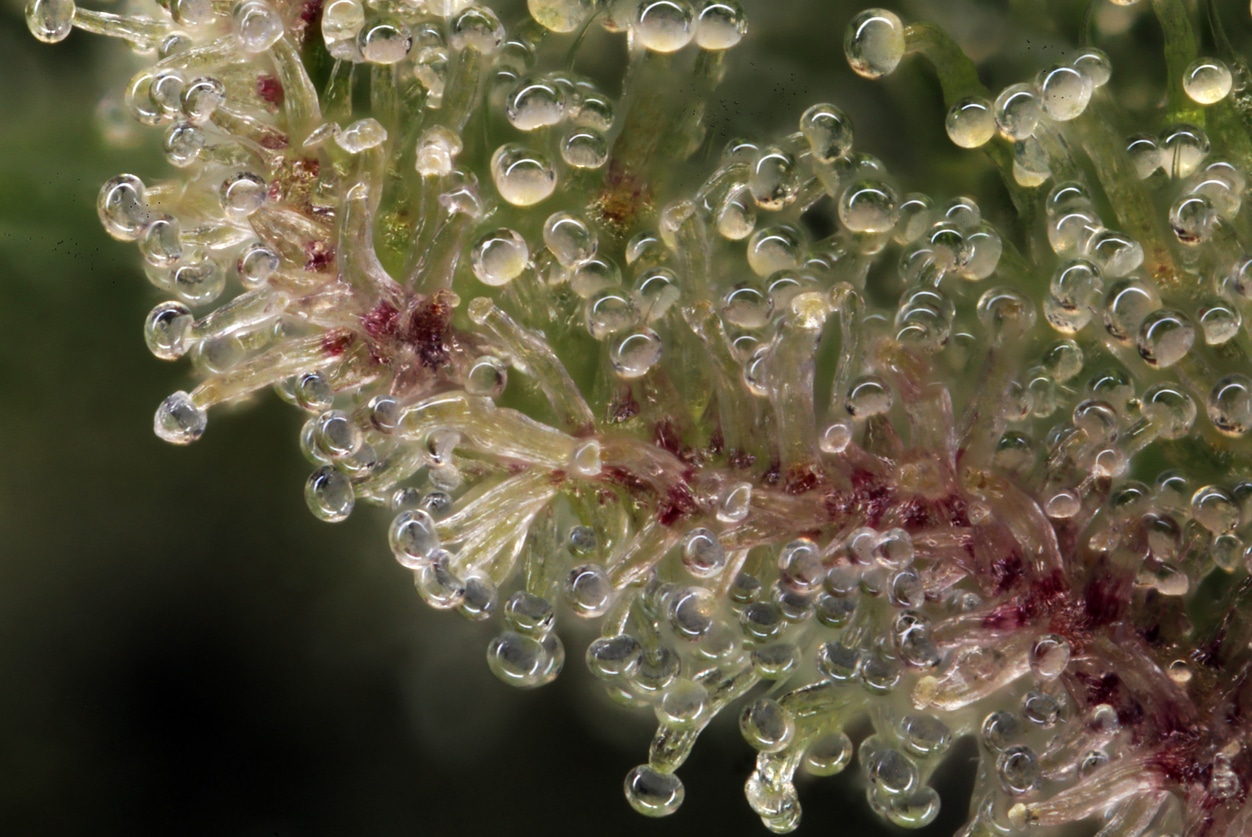A Close-Up View of Cannabis Trichomes